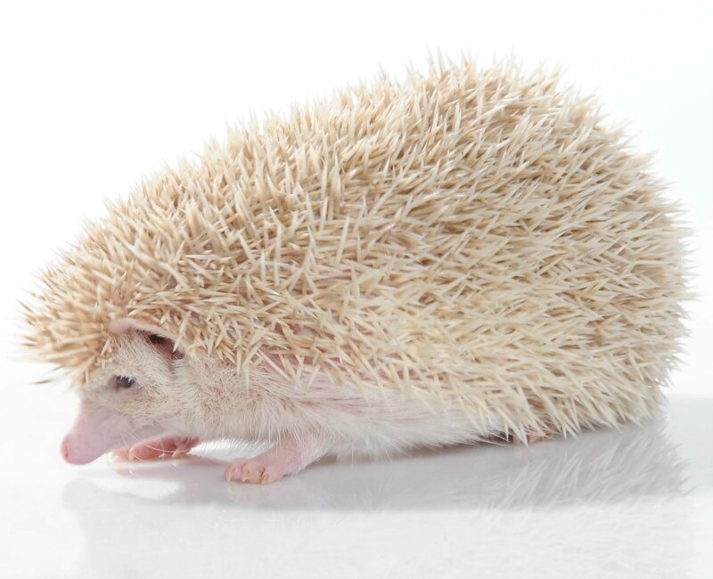 White Hedgehog