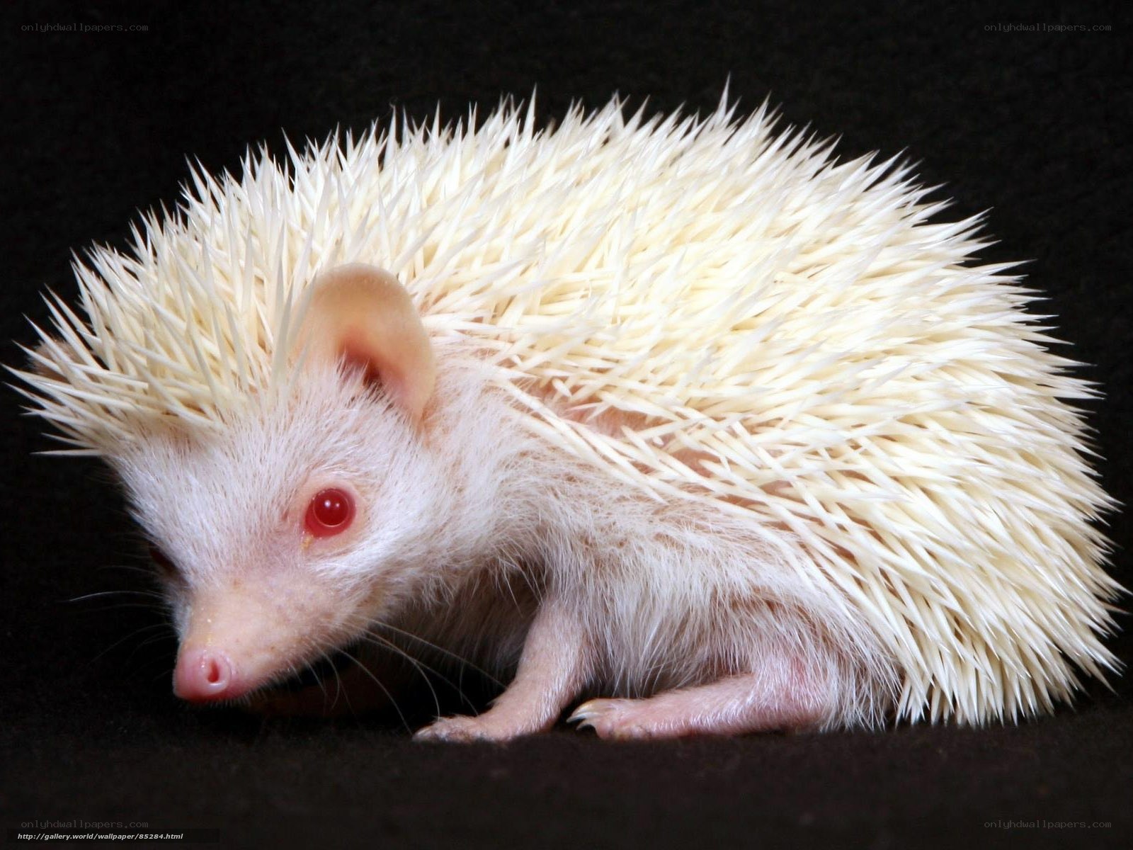 white hedgehog with red eyes