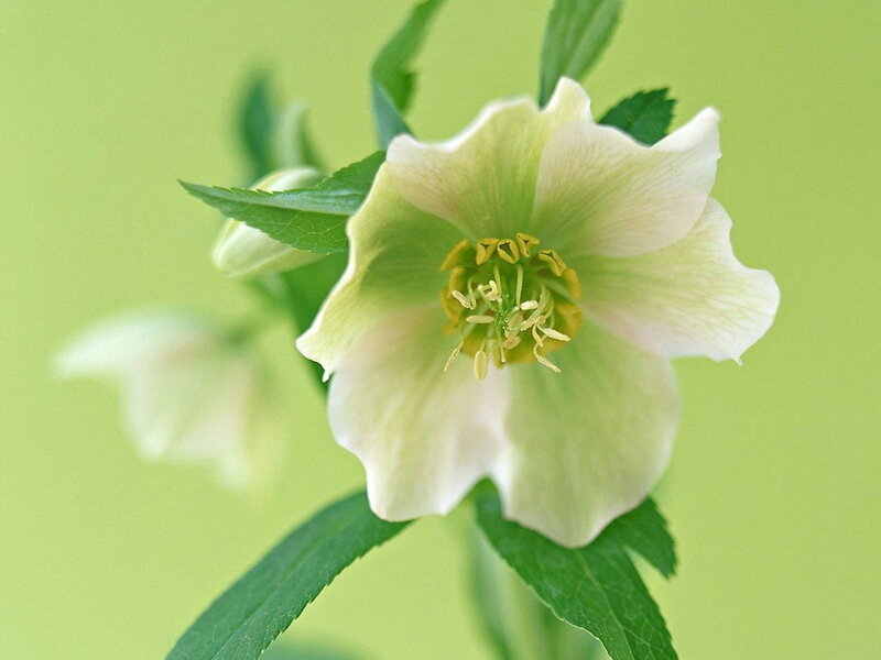 white hellebore flower