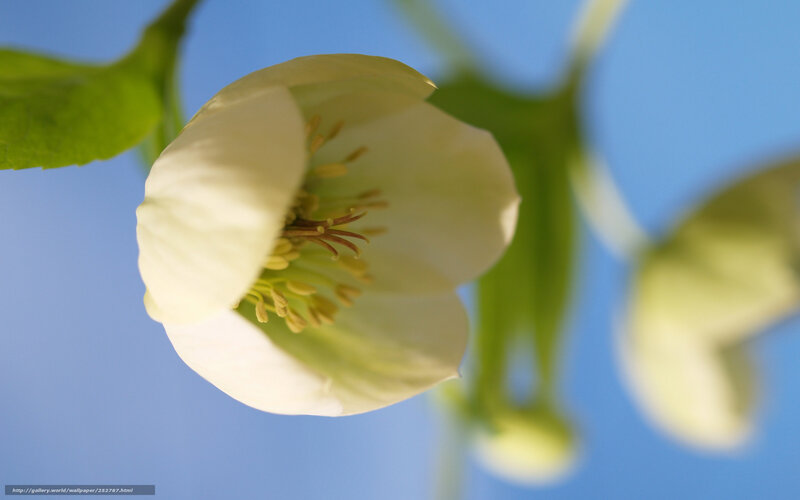 White Hellebore Flower — Blue