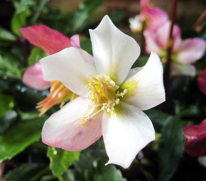 White Hellebore Flower — Calm