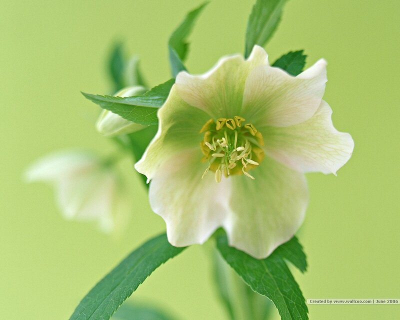 White Hellebore Flower — Green, Serene, Photograph, Green Leaves