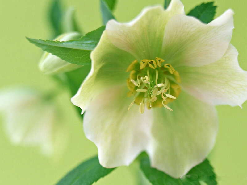 White Hellebore Flower — Green, Serene