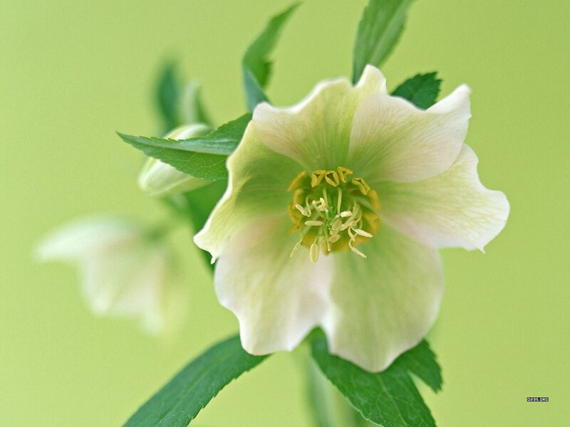 White Hellebore Flower — Green