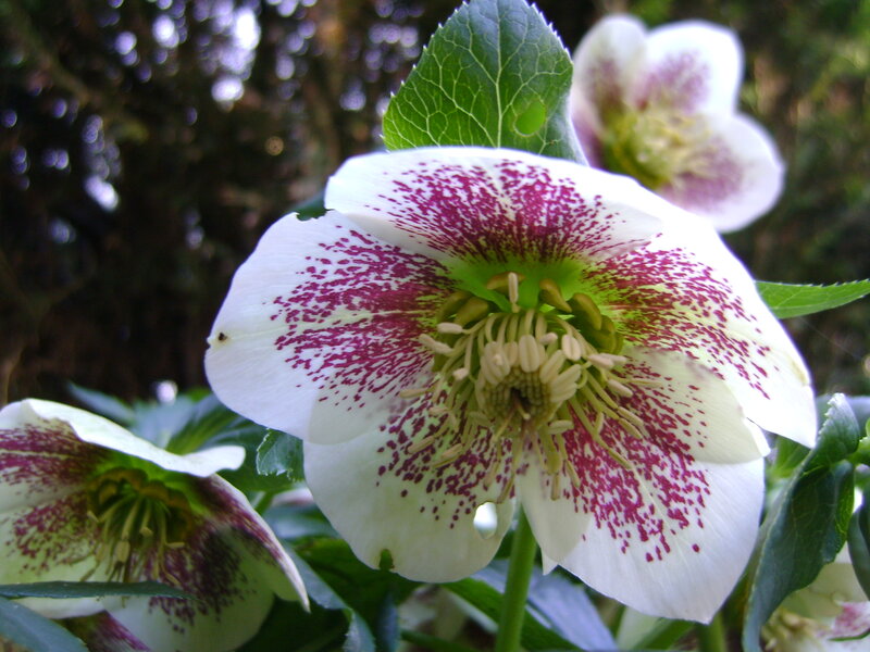 White Hellebore Flower — Natural