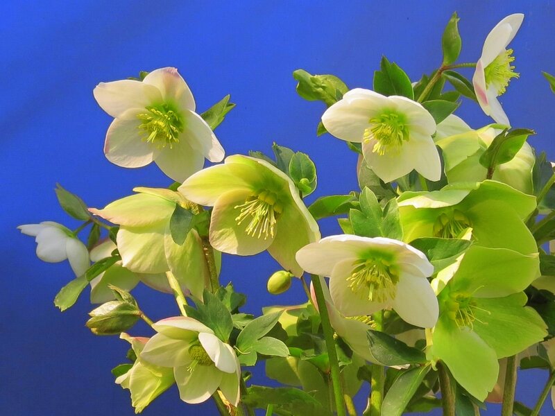 White Hellebore Flowers — Calm, Photograph