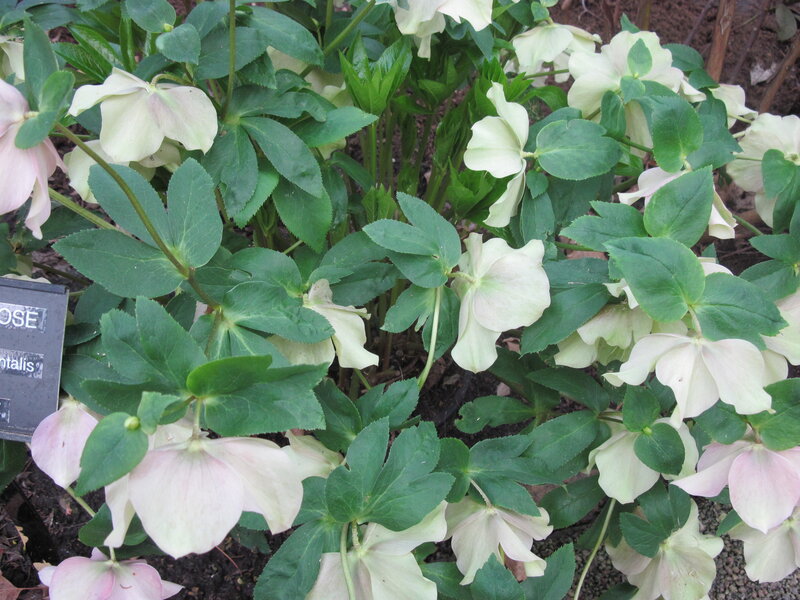 White Hellebore Flowers — Calm