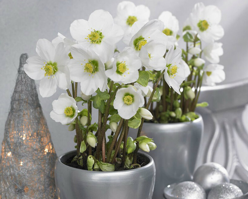White Hellebore Flowers — Calm, Winter