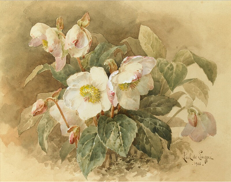 White Hellebore Flowers — Green, Calm