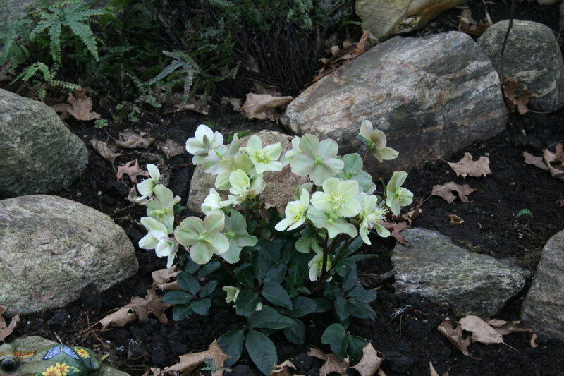 White Hellebore Flowers — Green, Natural