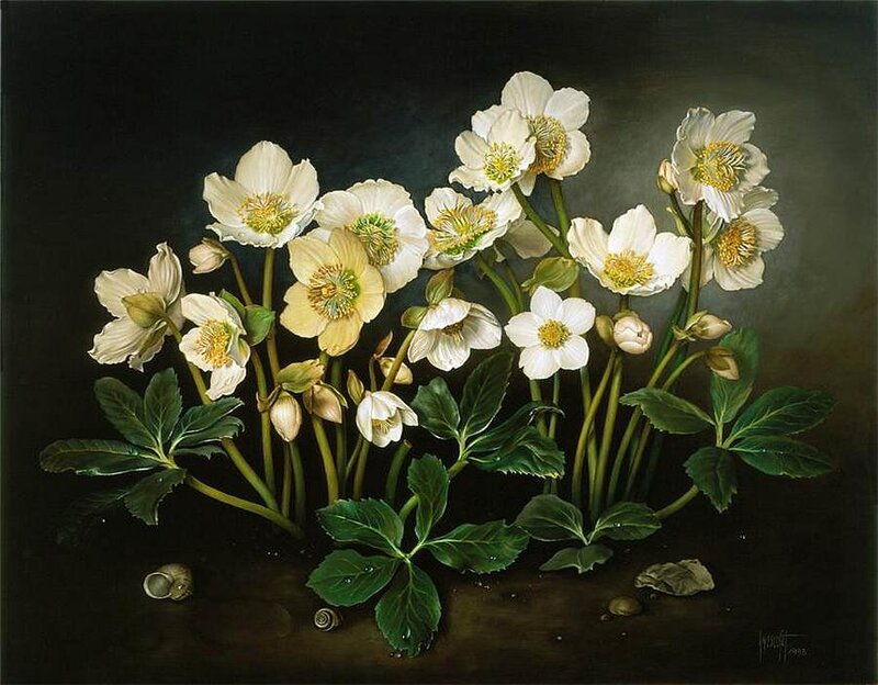 White Hellebore Flowers — Green