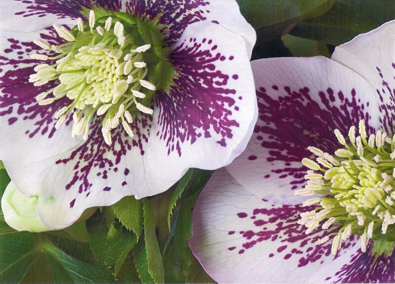 White Hellebore Flowers — Natural
