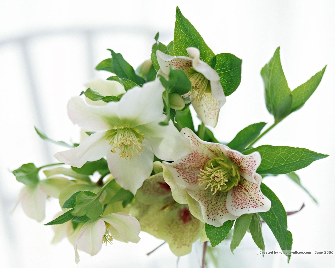 white hellebore flowers