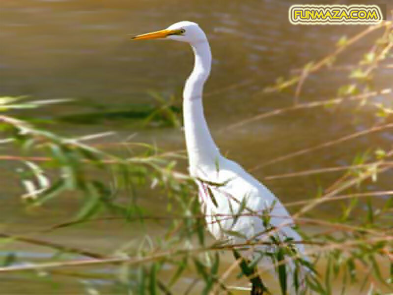 White heron by the water