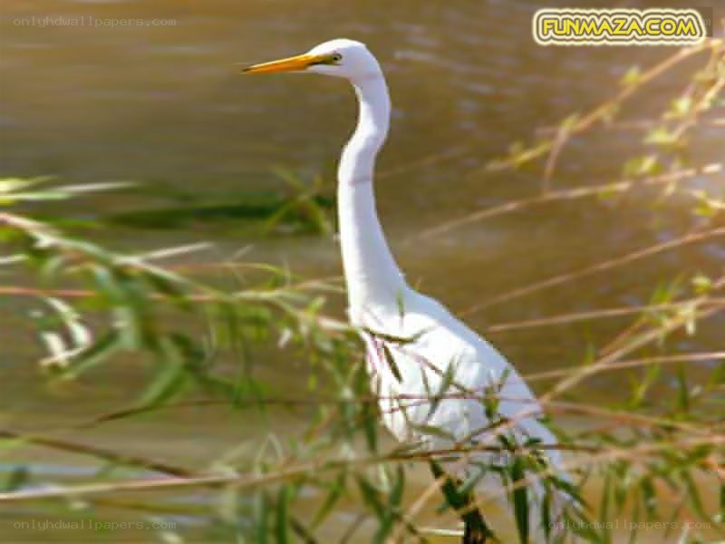White heron by the water