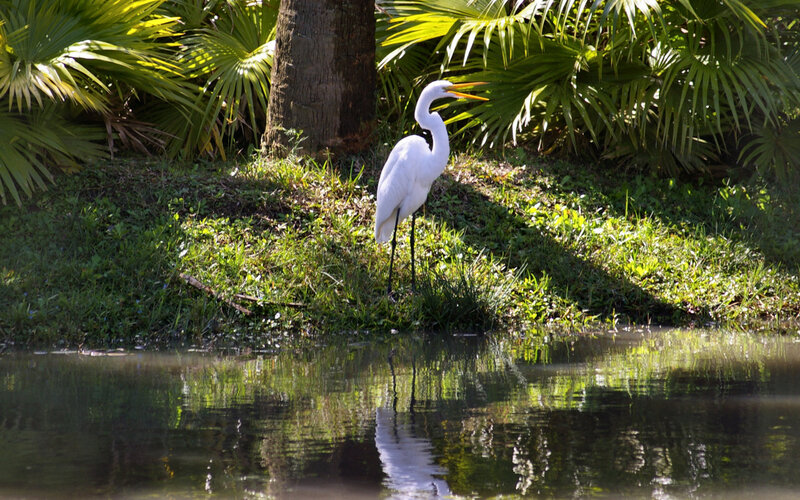 White Heron by Water