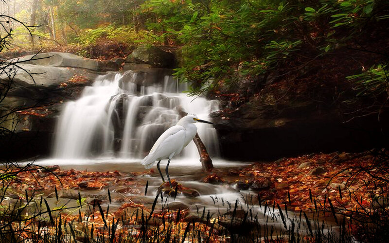 White Heron by Waterfall — Serene