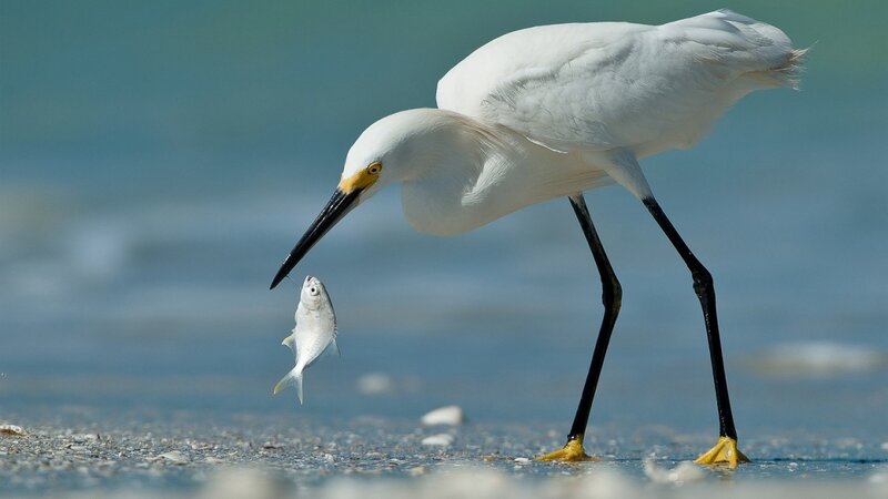 White Heron Catching Fish