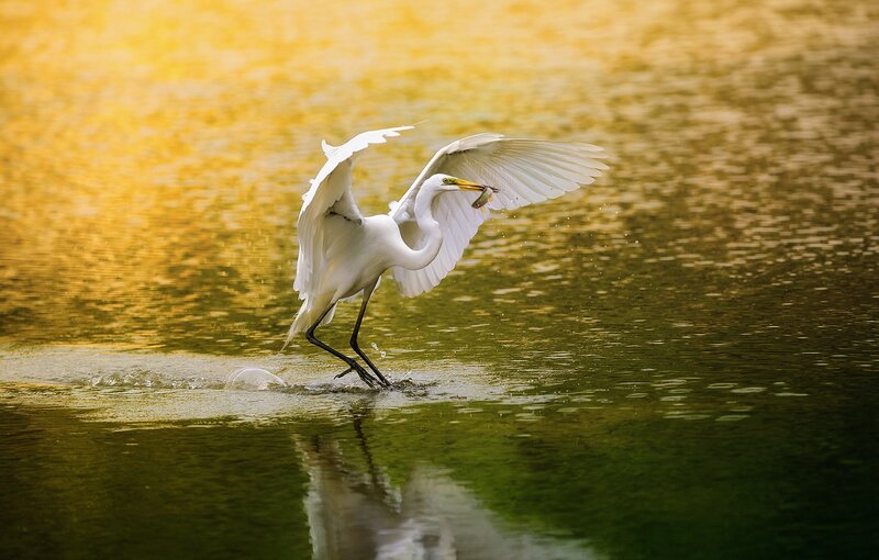 White Heron Catching Fish — Yellow