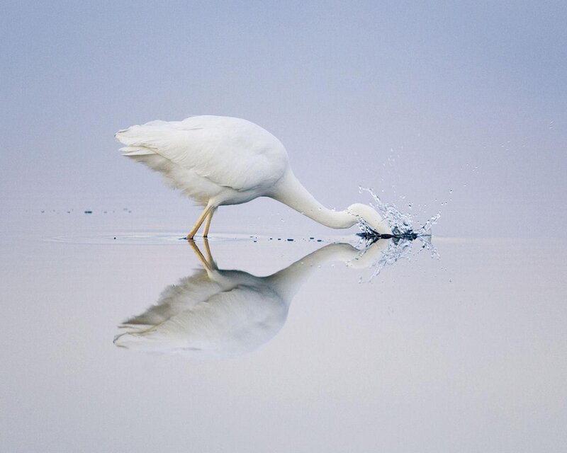 White Heron Drinking Water