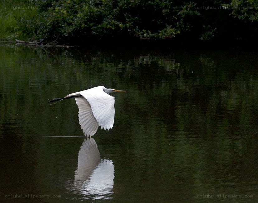 White heron flying over water