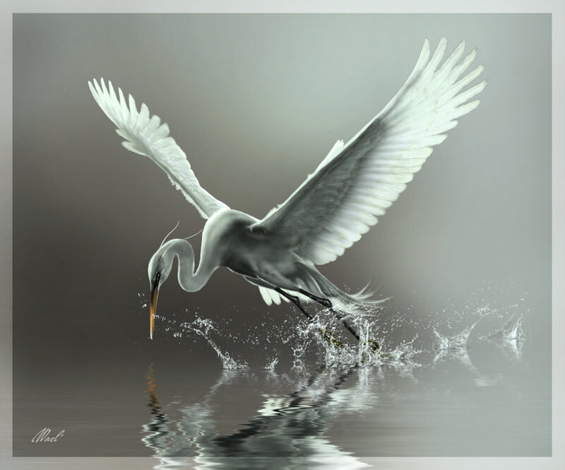 White Heron Flying