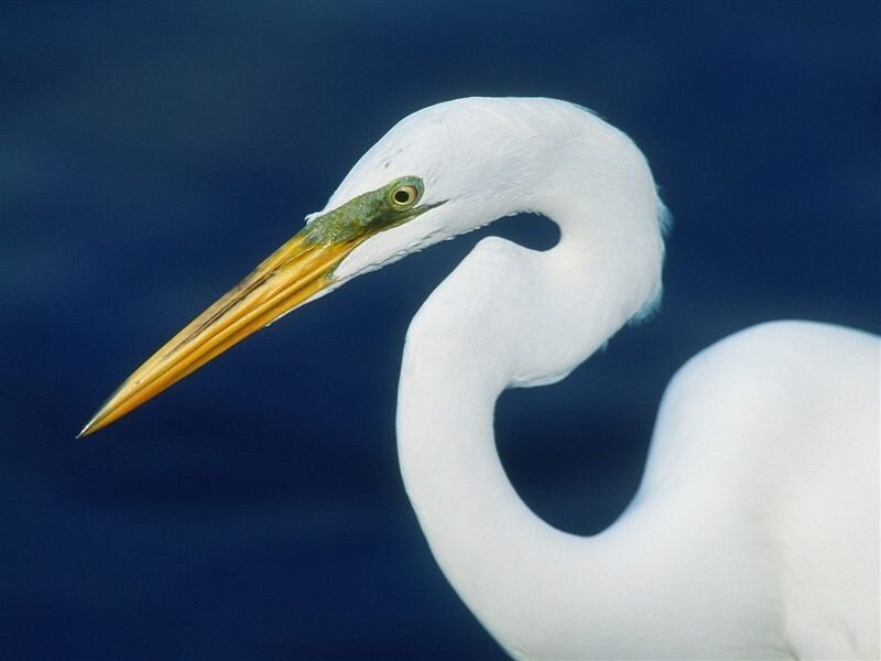 White Heron Head