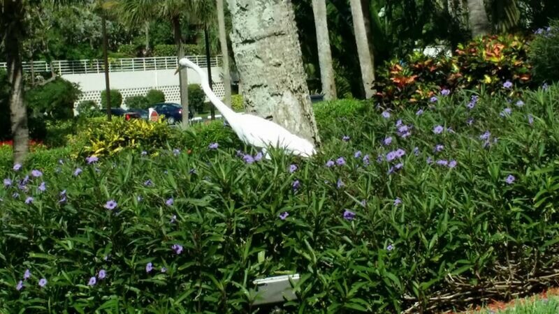 White Heron in Bushes