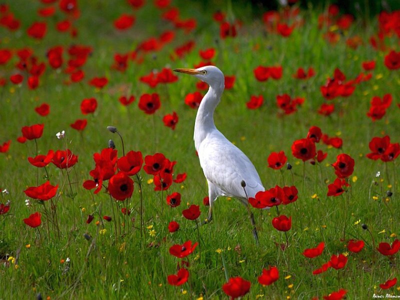 White Heron in Field — Red