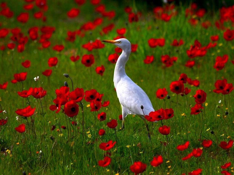 White Heron in Field