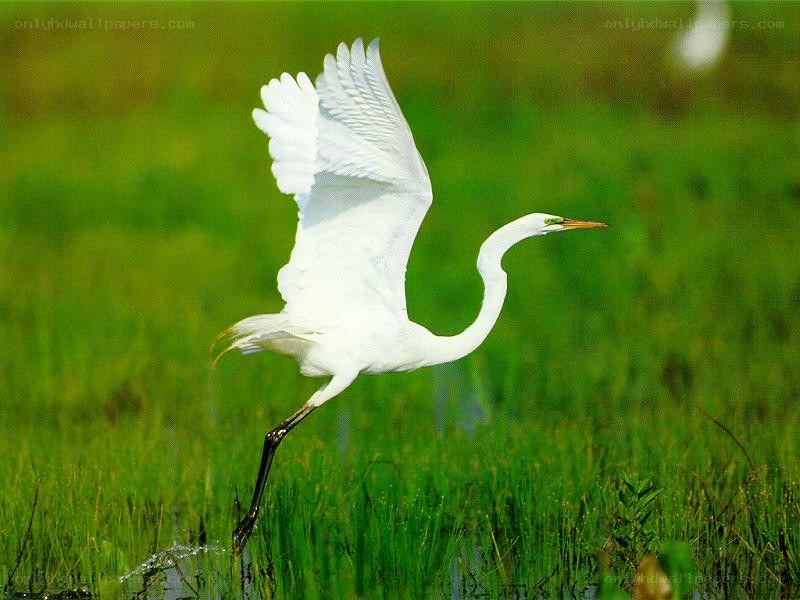 White heron in flight