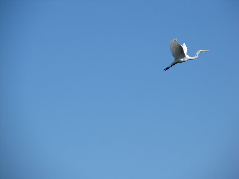 White heron in flight