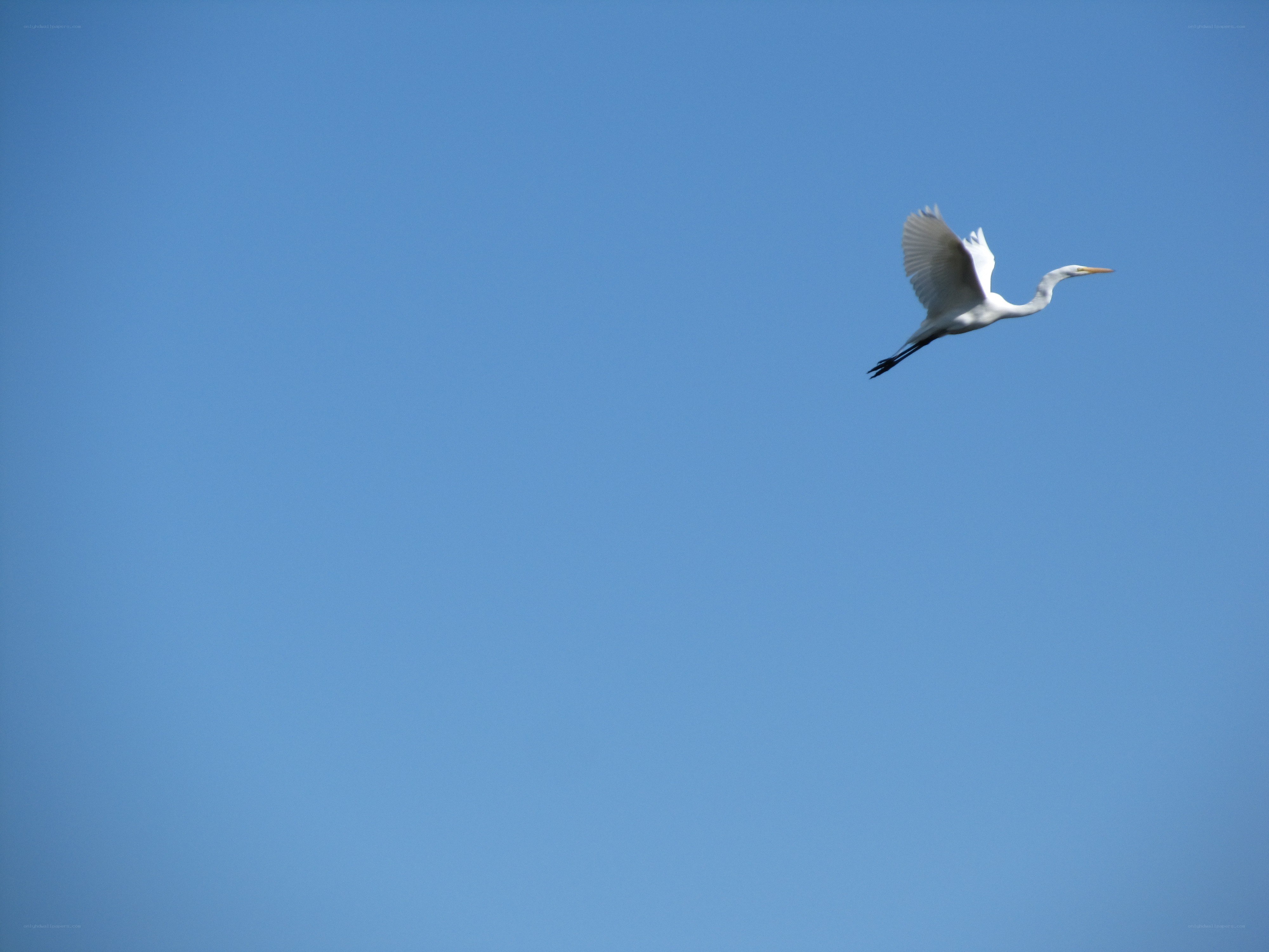 White heron in flight