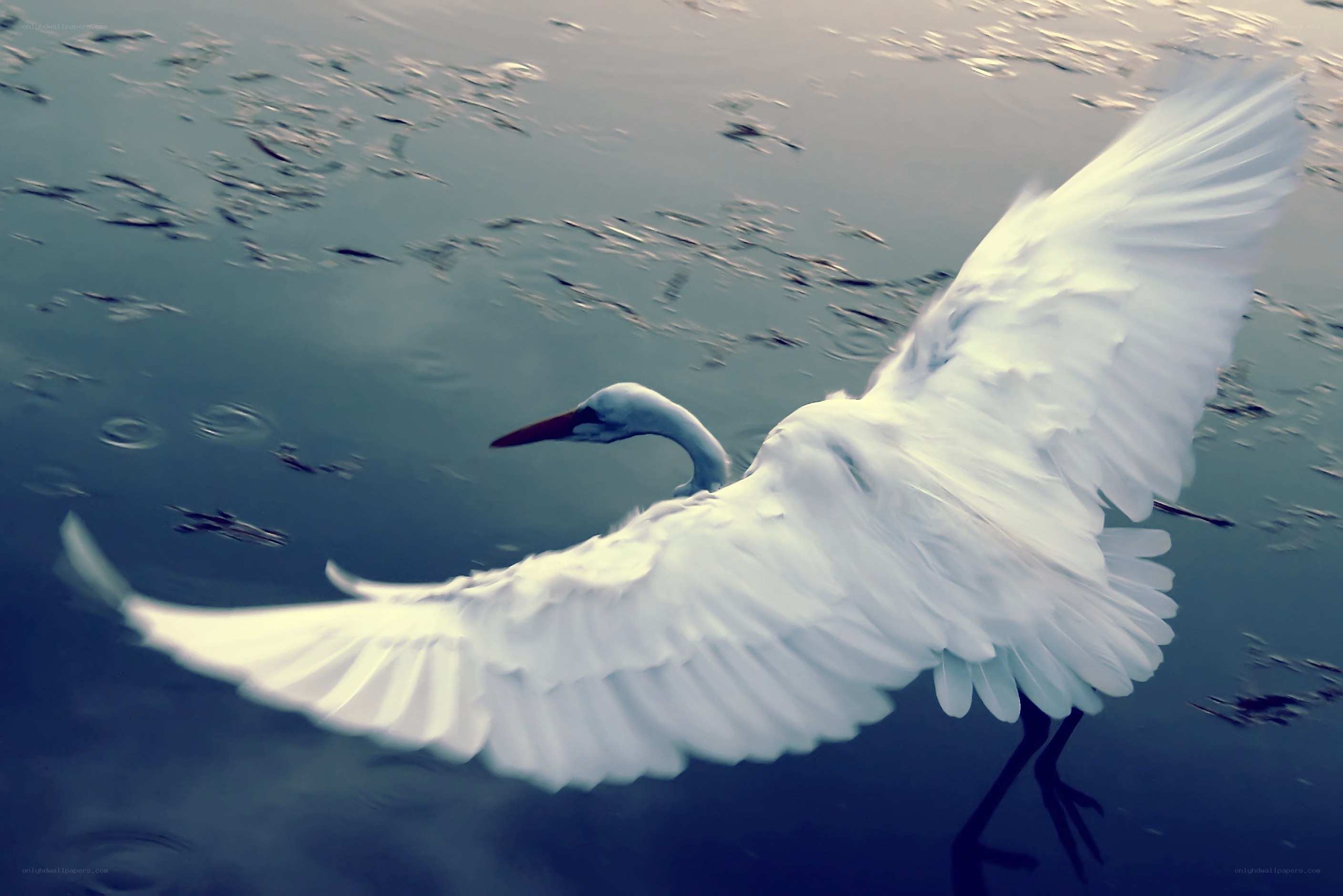 White heron in flight
