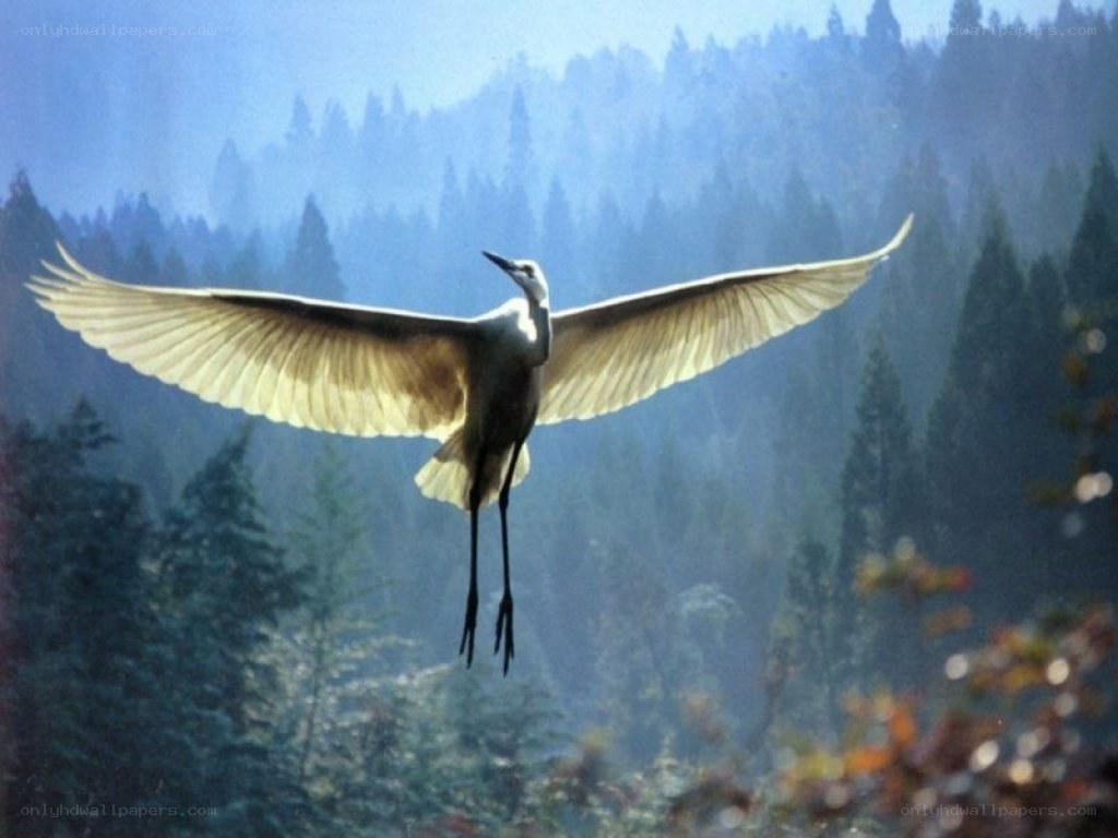 White heron in flight
