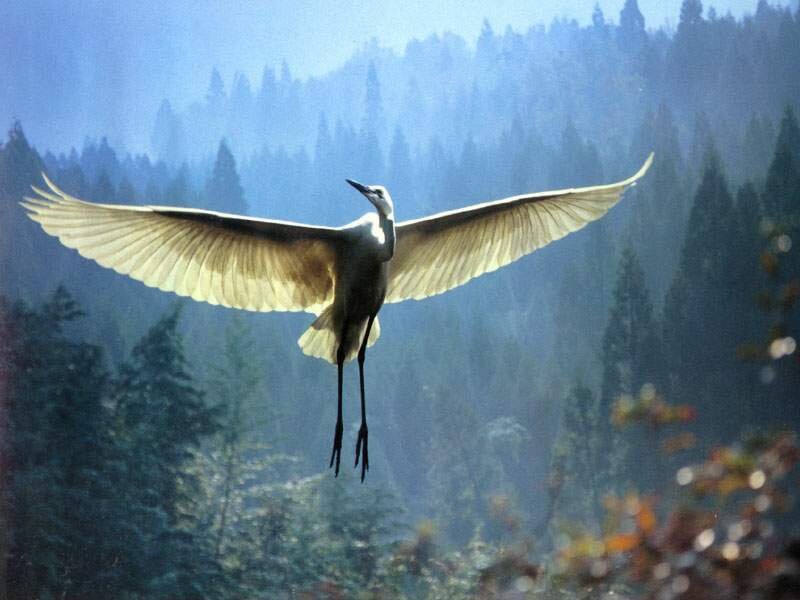 White heron in flight