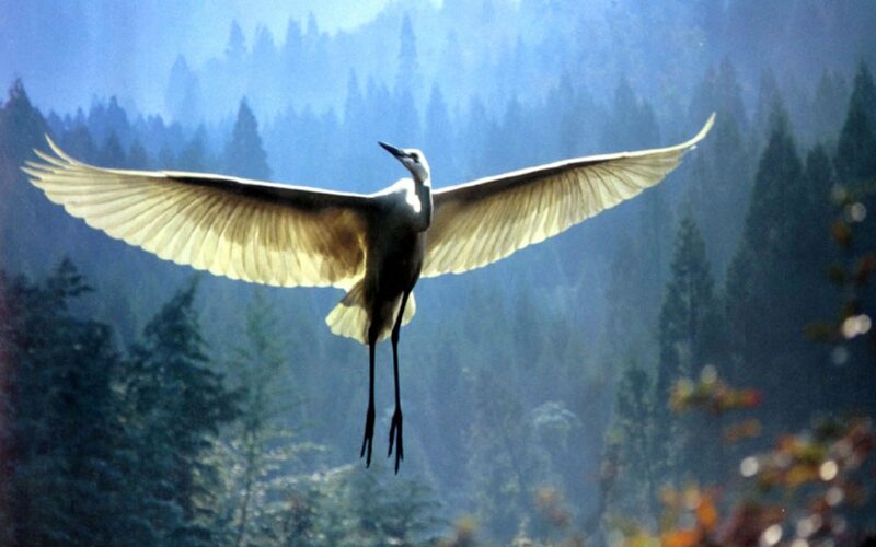 White Heron in Flight — Blue