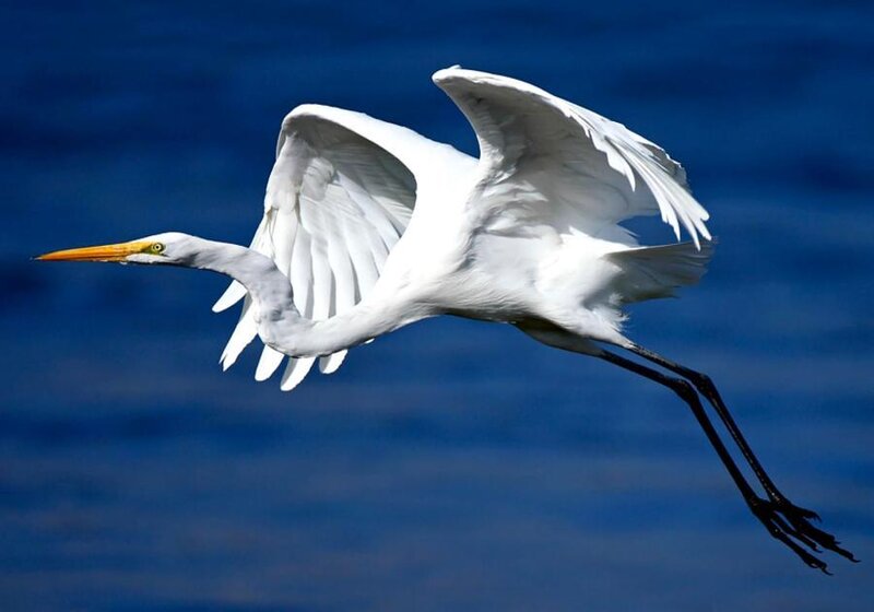 White Heron in Flight — Dynamic
