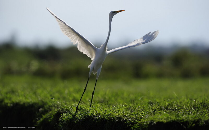 White Heron in Flight — Green, Serene