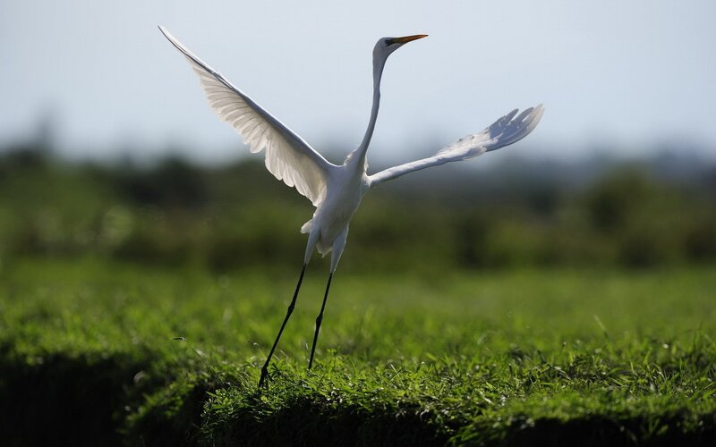 White Heron in Flight — Green