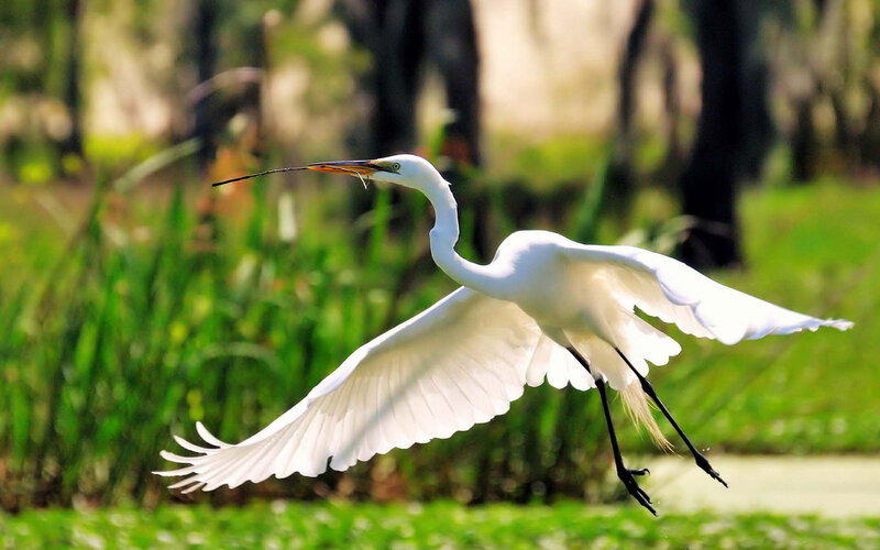 White Heron in Flight — Serene, Afternoon, Photograph