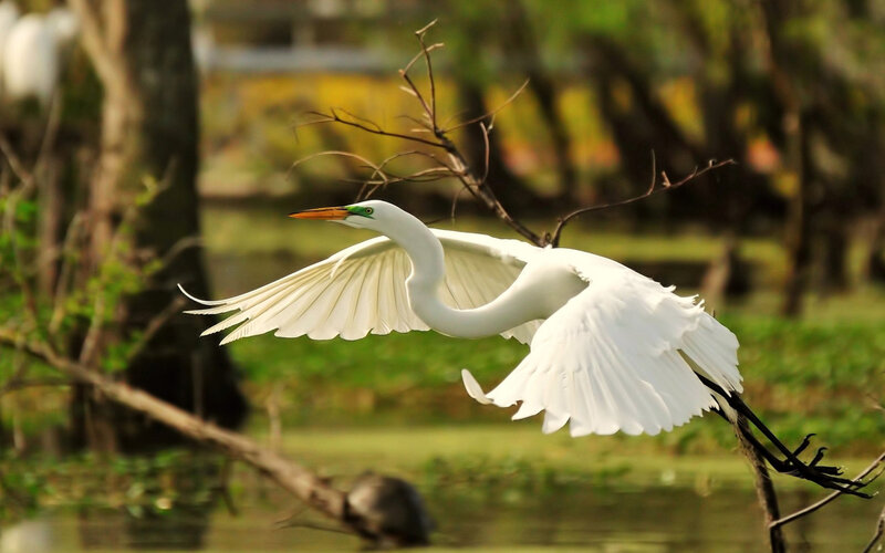White Heron in Flight — Serene, Afternoon