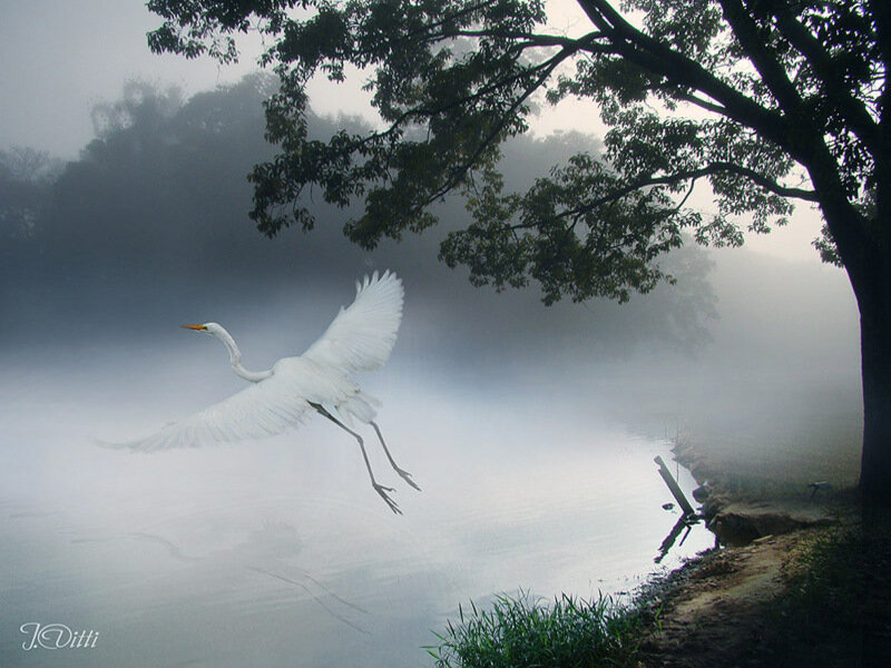 White Heron in Flight — Serene