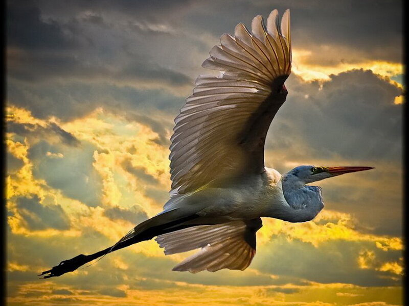 White Heron in Flight — Yellow, Dramatic