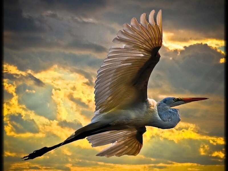 White Heron in Flight — Yellow
