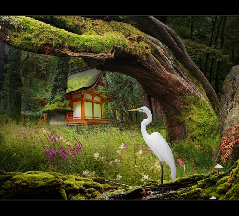 White Heron in Forest