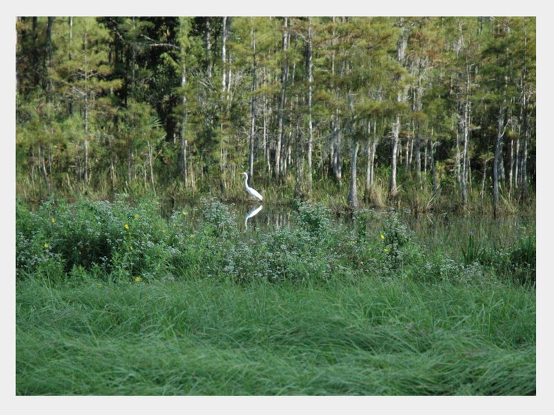 White Heron in Marsh