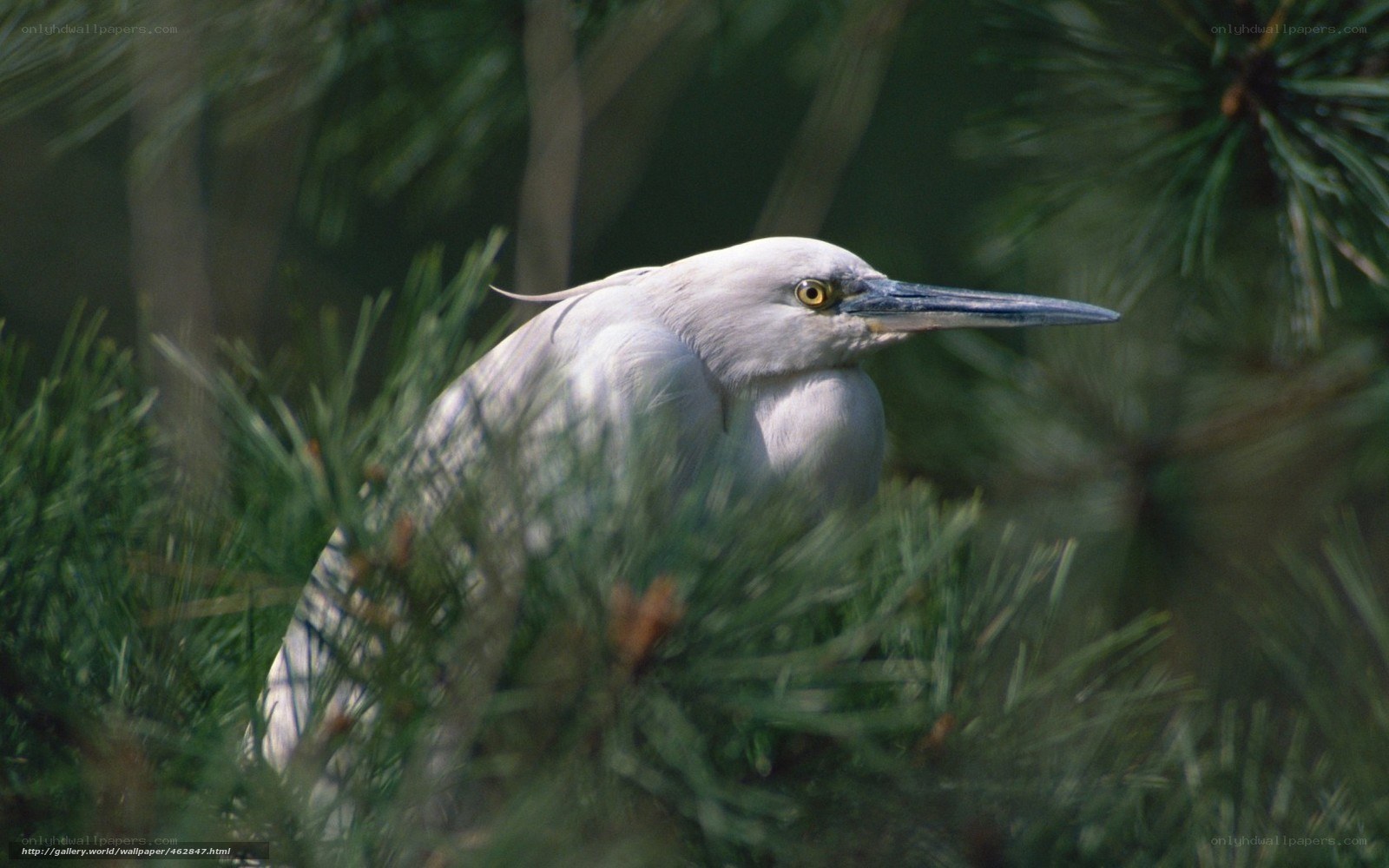 White heron in pine branches