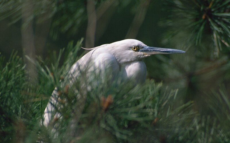 White heron in pine tree