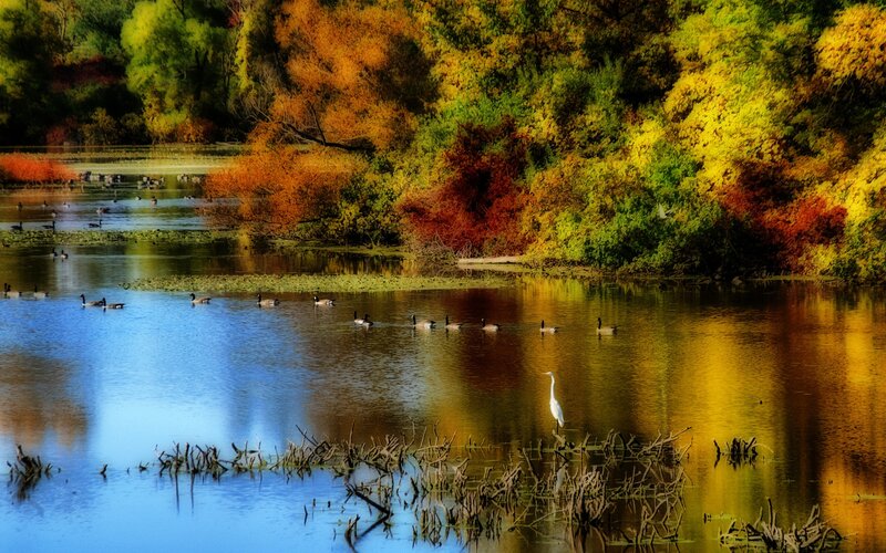 White Heron in Pond